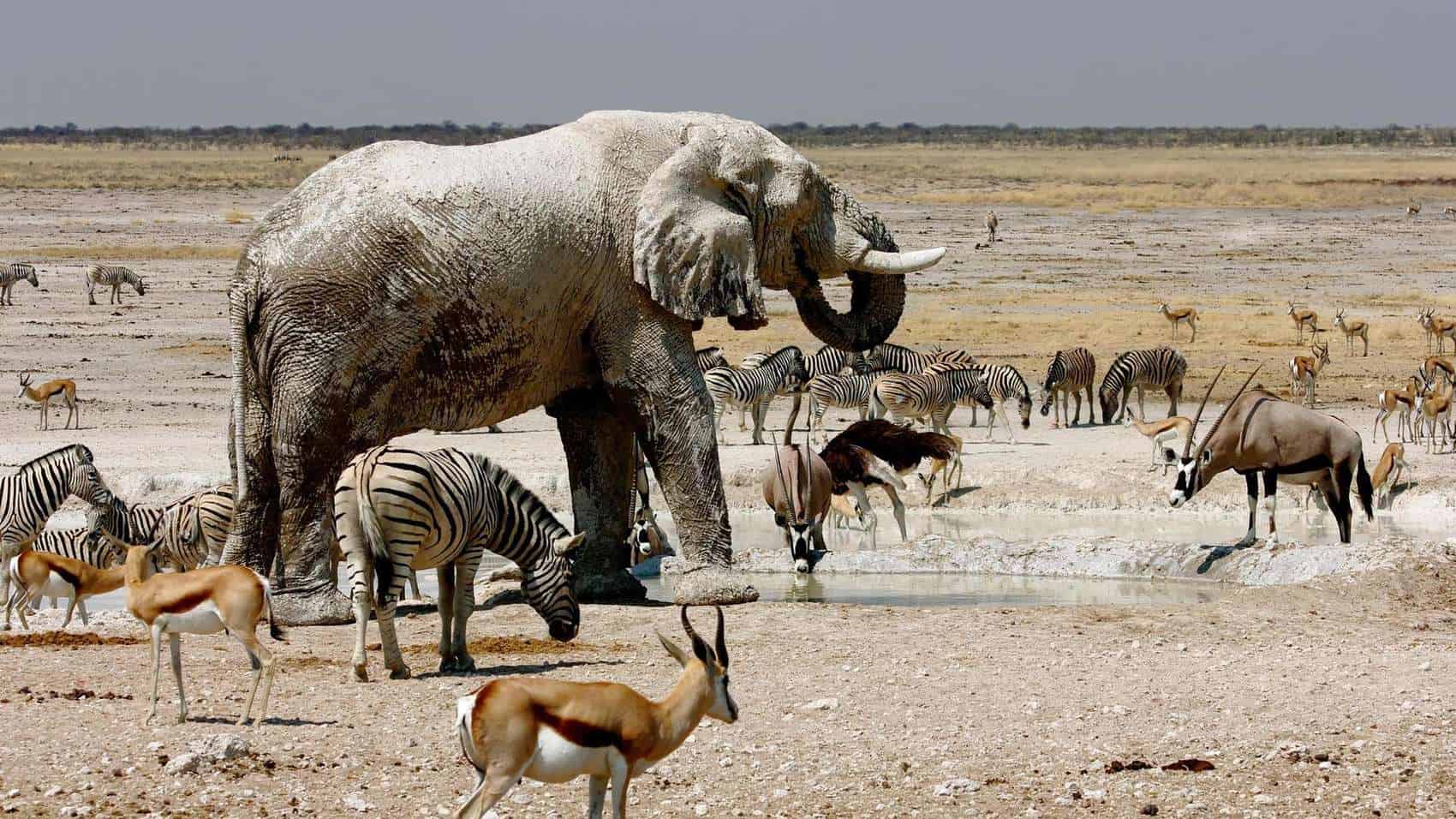Etosha Wildlife Safari